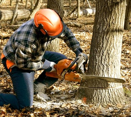 Tree Removal in Keyes, OK